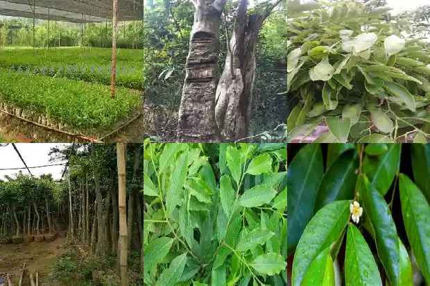 沉香苗怎么种植1685060193309 沉香苗怎么种植1685060193309