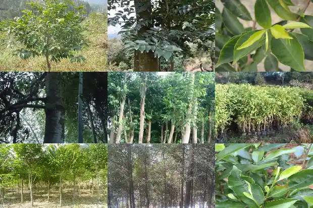 沉香苗怎么种植1685060193357 沉香苗怎么种植1685060193357