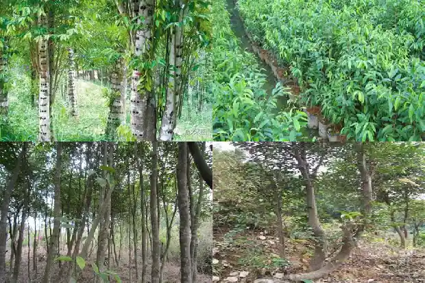 真正的沉香哪有卖的1685146345619 真正的沉香哪有卖的1685146345619