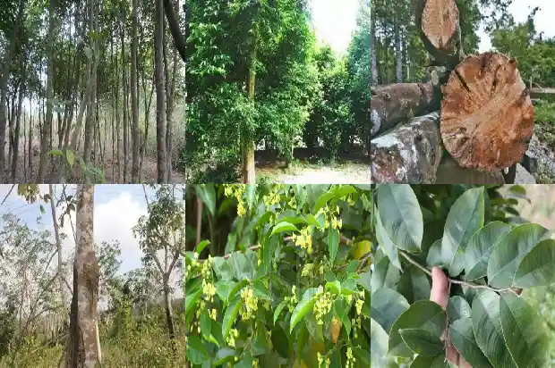沉香树苗适合什么地方1685146397656 沉香树苗适合什么地方1685146397656
