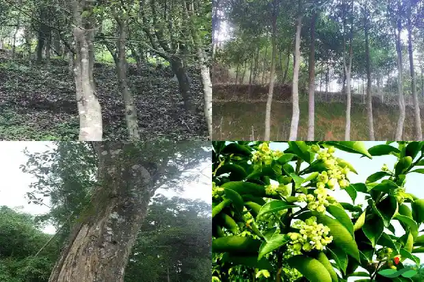 沉香树苗适合什么地方1685146397703 沉香树苗适合什么地方1685146397703