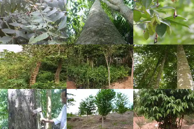 沉香树苗长的快吗1685146431487 沉香树苗长的快吗1685146431487