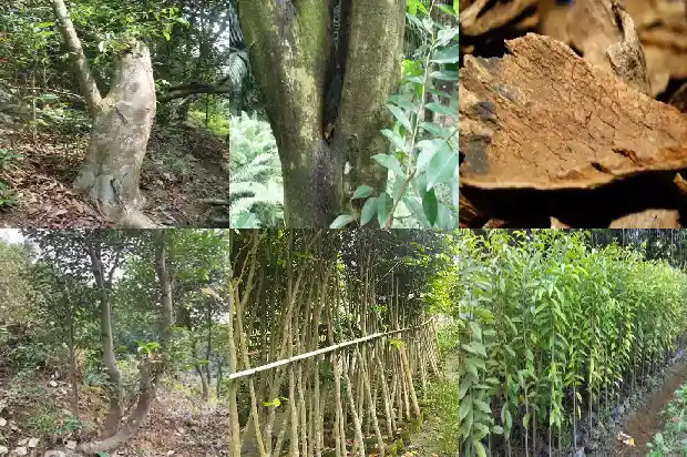 沉香树苗长的快吗1685146431583 沉香树苗长的快吗1685146431583