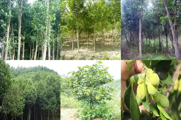 哪里有批发沉香的1685146515785 哪里有批发沉香的1685146515785