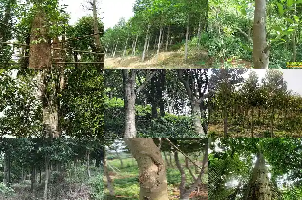 沉香树苗在北方能活吗1685146540339 沉香树苗在北方能活吗1685146540339