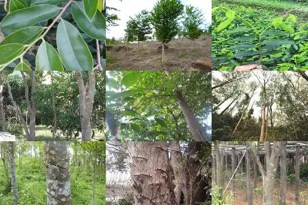 沉香树苗在北方能活吗1685146540385 沉香树苗在北方能活吗1685146540385