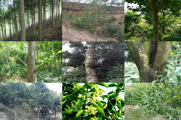 沉香树苗当成怎样1685146569474 沉香树苗当成怎样1685146569474