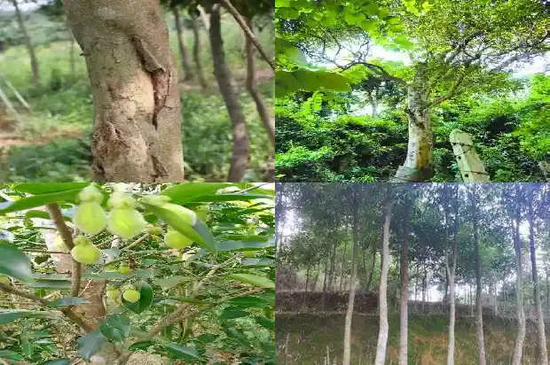 沉香树苗当成怎样1685146569569 沉香树苗当成怎样1685146569569