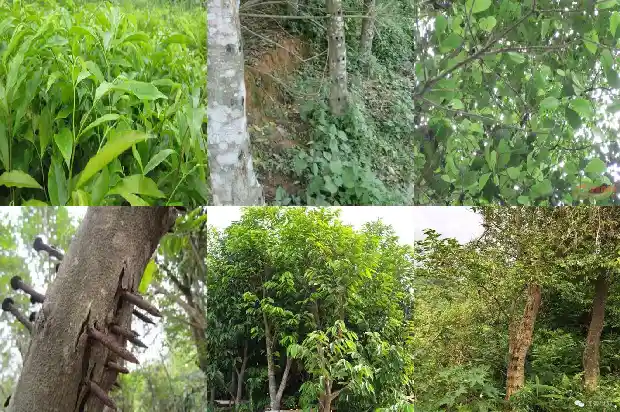沉香树苗当成怎样1685146569617 沉香树苗当成怎样1685146569617
