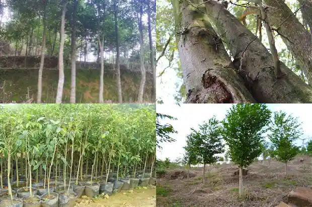 沉香树苗怎么辨认1685232646024 沉香树苗怎么辨认1685232646024