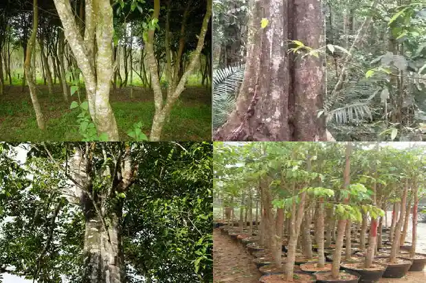 沉香树苗哪种好1685232679560 沉香树苗哪种好1685232679560