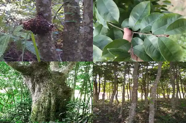 沉香树苗哪种好1685232679656 沉香树苗哪种好1685232679656