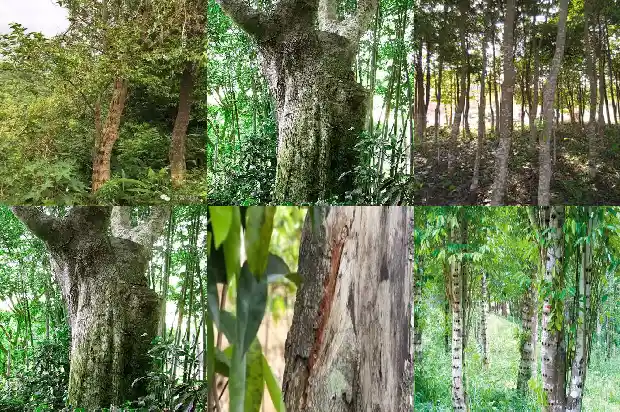 沉香树苗适合种在室内吗1685232703643 沉香树苗适合种在室内吗1685232703643