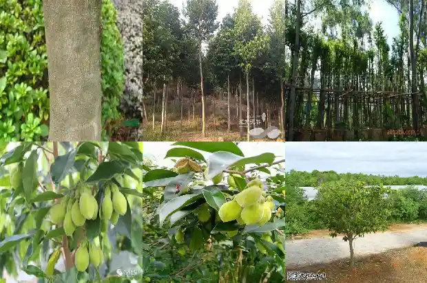 沉香树苗适合种在室内吗1685232703691 沉香树苗适合种在室内吗1685232703691
