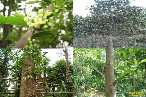 沉香哪里有买1685232754566