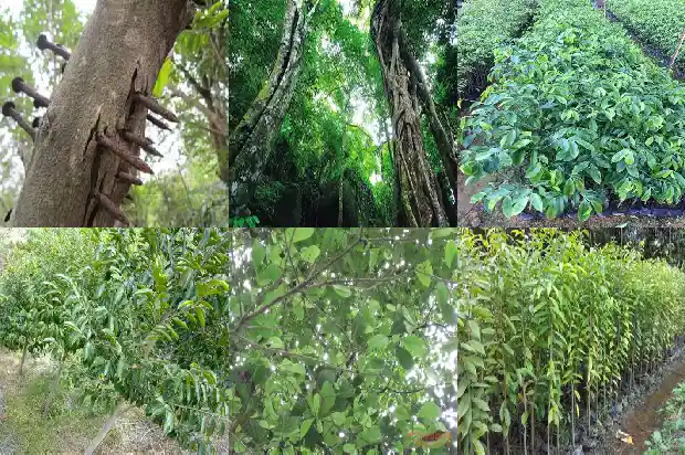 沉香哪里有买1685232754614