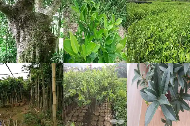 沉香哪里有买1685232754662