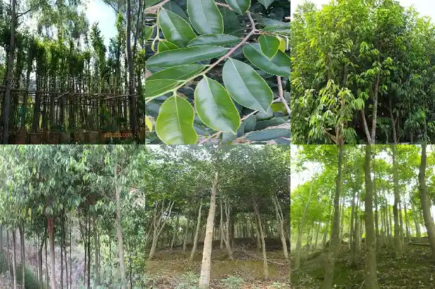 沉香哪里有买1685232754710