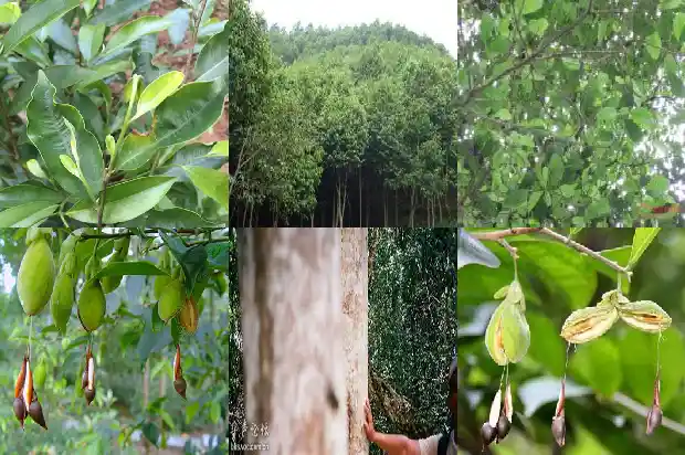 哪里卖沉香好1685232791931 哪里卖沉香好1685232791931