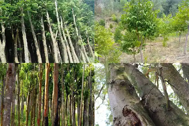 哪里卖沉香好1685232791979 哪里卖沉香好1685232791979