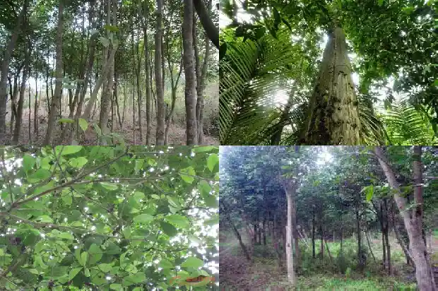 沉香在树上是什么样的1694563752724 沉香在树上是什么样的1694563752724
