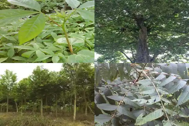 奇楠沉香苗哪里有卖的1685232872814 奇楠沉香苗哪里有卖的1685232872814