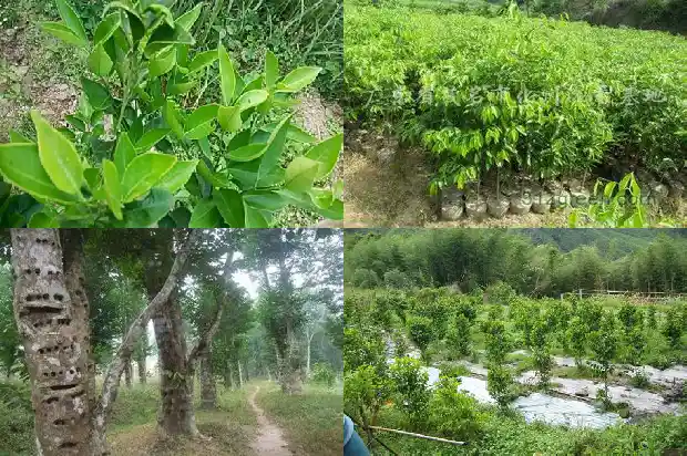 奇楠沉香苗哪里有卖的1685232872860 奇楠沉香苗哪里有卖的1685232872860