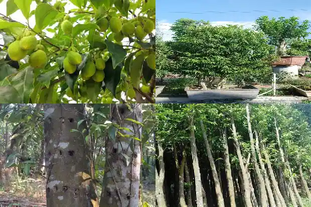 沉香树苗在北方能栽吗1685232914105 沉香树苗在北方能栽吗1685232914105