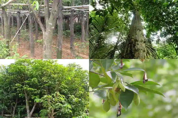 沉香树苗在北方能栽吗1685232914153 沉香树苗在北方能栽吗1685232914153
