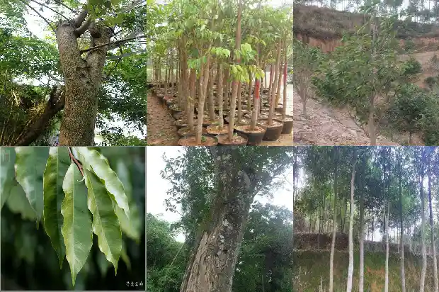 沉香树苗在北方能栽吗1685232914201 沉香树苗在北方能栽吗1685232914201