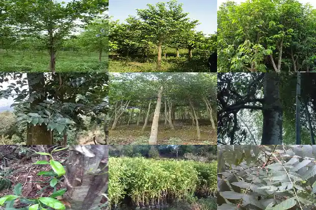 沉香树苗在北方能栽吗1685232914248 沉香树苗在北方能栽吗1685232914248