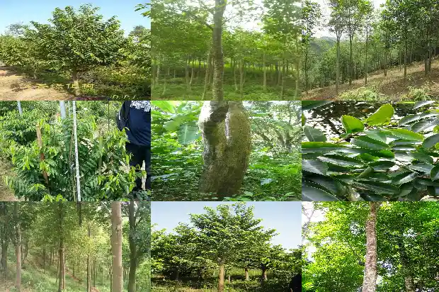 奇楠沉香树种了有哪用处1694477360571 奇楠沉香树种了有哪用处1694477360571
