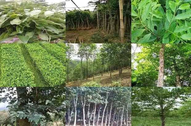 沉香树苗怎么育苗1685232993294 沉香树苗怎么育苗1685232993294