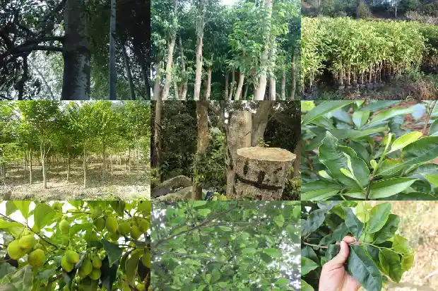 沉香树苗怎么育苗1685232993342 沉香树苗怎么育苗1685232993342
