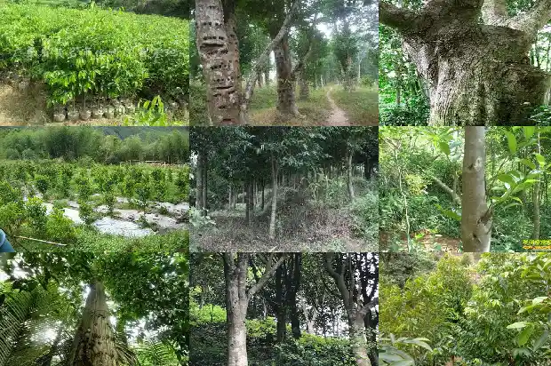 沉香树苗怎么育苗1685232993390 沉香树苗怎么育苗1685232993390