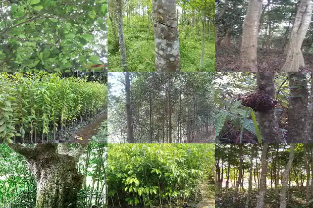 奇楠沉香树苗如何种植1685319095951 奇楠沉香树苗如何种植1685319095951