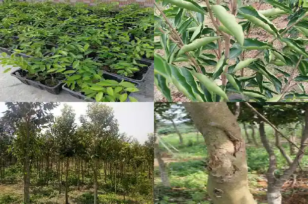 奇楠沉香树苗如何种植1685319096095 奇楠沉香树苗如何种植1685319096095