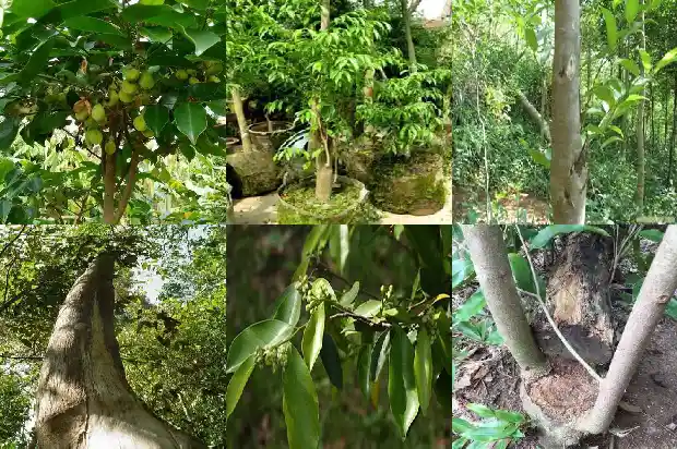 沉香树苗怎么样1685319121914 沉香树苗怎么样1685319121914