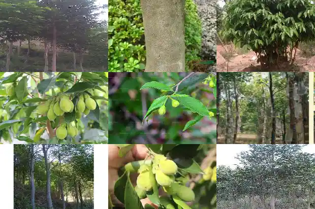 沉香树苗怎么样1685319122009 沉香树苗怎么样1685319122009