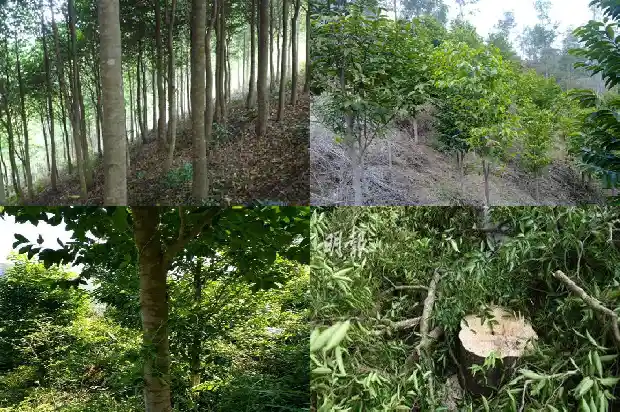 沉香树苗怎么样1685319122057 沉香树苗怎么样1685319122057