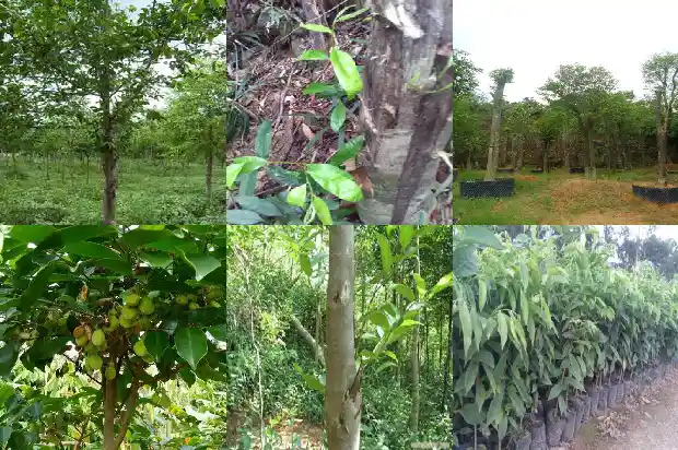 绿奇楠沉香树苗适合北方种植吗1685319200464 绿奇楠沉香树苗适合北方种植吗1685319200464