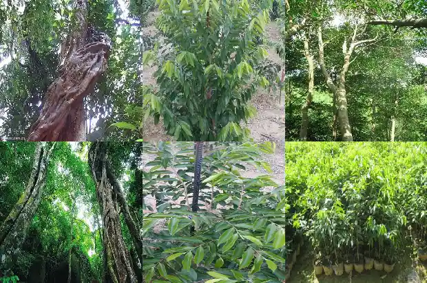 绿奇楠沉香树苗适合北方种植吗1685319200512 绿奇楠沉香树苗适合北方种植吗1685319200512