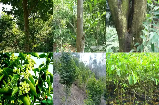 沉香哪有卖的1685319286373 沉香哪有卖的1685319286373