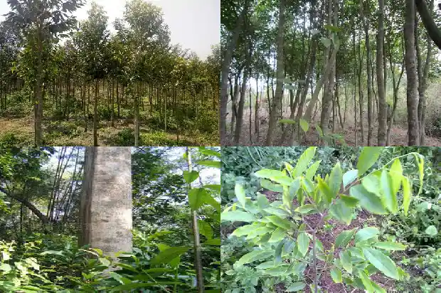 栽沉香树苗有前途吗1685319329361 栽沉香树苗有前途吗1685319329361