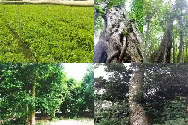沉香哪里有卖1685319366483 沉香哪里有卖1685319366483