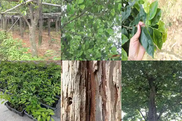 哪里有奇楠沉香苗1685405595363 哪里有奇楠沉香苗1685405595363