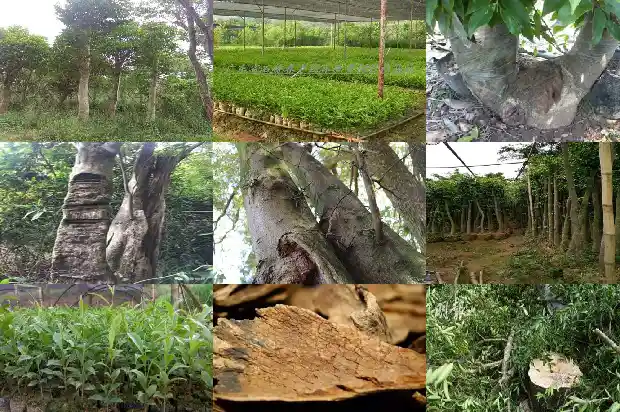 沉香与土沉香的区别1688947814852 沉香与土沉香的区别1688947814852