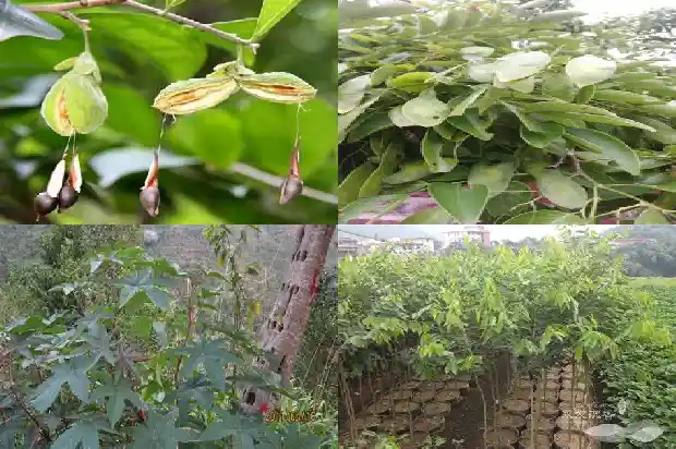 沉香的价格多少钱一克1690157751660 沉香的价格多少钱一克1690157751660