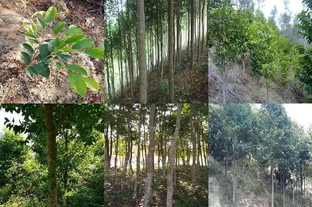 楠木沉香树苗适应什么环境?1685405754658 楠木沉香树苗适应什么环境?1685405754658