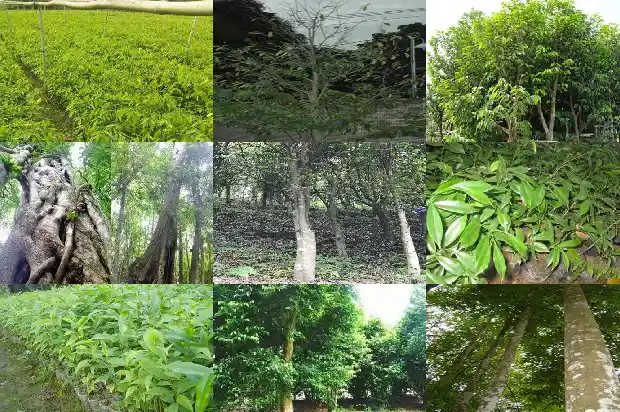越南沉香价格如何1692922199567 越南沉香价格如何1692922199567